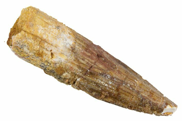 Juvenile Fossil Spinosaurus Tooth - Real Dinosaur Tooth #345866